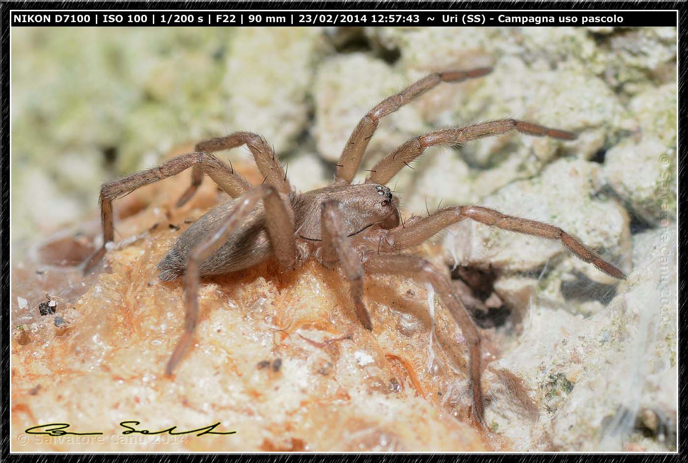 Drassodes sp. - Uri (SS)